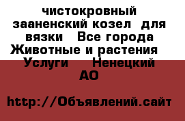 чистокровный зааненский козел  для вязки - Все города Животные и растения » Услуги   . Ненецкий АО